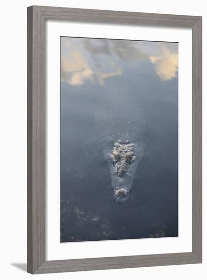 A Large American Crocodile Surfaces in a Lagoon-Stocktrek Images-Framed Photographic Print