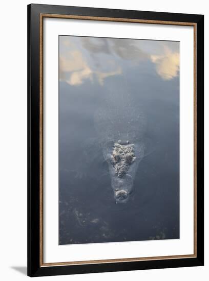 A Large American Crocodile Surfaces in a Lagoon-Stocktrek Images-Framed Photographic Print