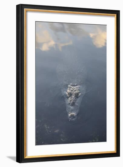 A Large American Crocodile Surfaces in a Lagoon-Stocktrek Images-Framed Photographic Print