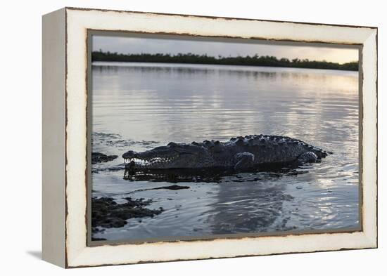 A Large American Crocodile Surfaces in Turneffe Atoll, Belize-Stocktrek Images-Framed Premier Image Canvas