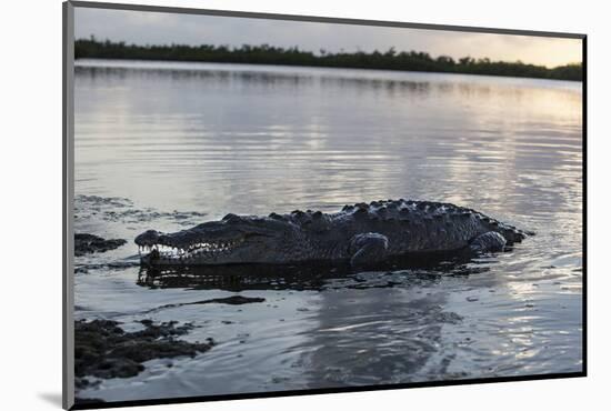 A Large American Crocodile Surfaces in Turneffe Atoll, Belize-Stocktrek Images-Mounted Photographic Print