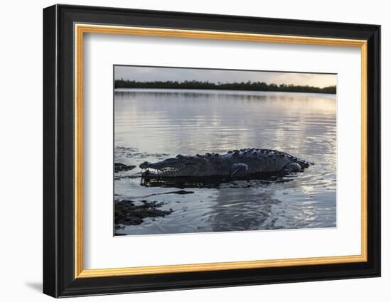 A Large American Crocodile Surfaces in Turneffe Atoll, Belize-Stocktrek Images-Framed Photographic Print