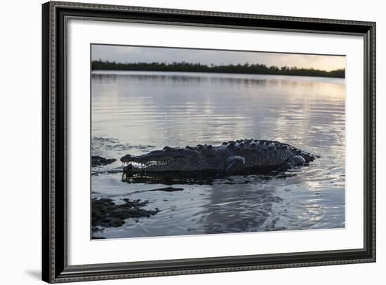 A Large American Crocodile Surfaces in Turneffe Atoll, Belize-Stocktrek Images-Framed Photographic Print