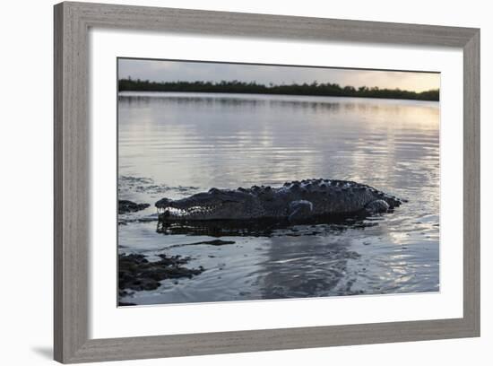 A Large American Crocodile Surfaces in Turneffe Atoll, Belize-Stocktrek Images-Framed Photographic Print