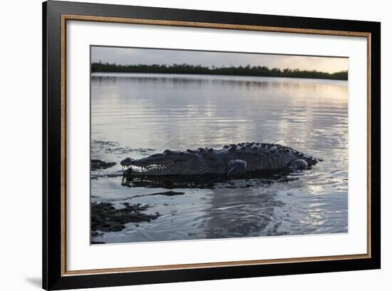 A Large American Crocodile Surfaces in Turneffe Atoll, Belize-Stocktrek Images-Framed Photographic Print