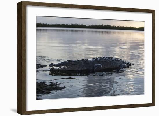 A Large American Crocodile Surfaces in Turneffe Atoll, Belize-Stocktrek Images-Framed Photographic Print