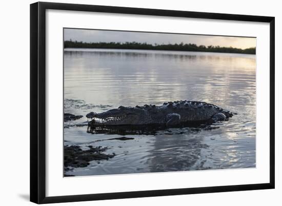 A Large American Crocodile Surfaces in Turneffe Atoll, Belize-Stocktrek Images-Framed Photographic Print