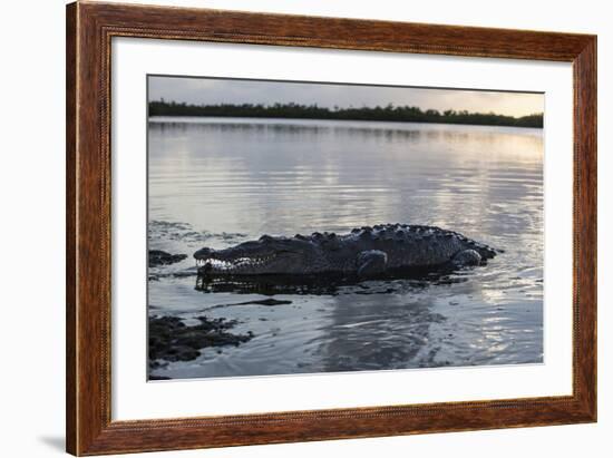 A Large American Crocodile Surfaces in Turneffe Atoll, Belize-Stocktrek Images-Framed Photographic Print