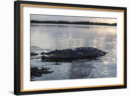 A Large American Crocodile Surfaces in Turneffe Atoll, Belize-Stocktrek Images-Framed Photographic Print