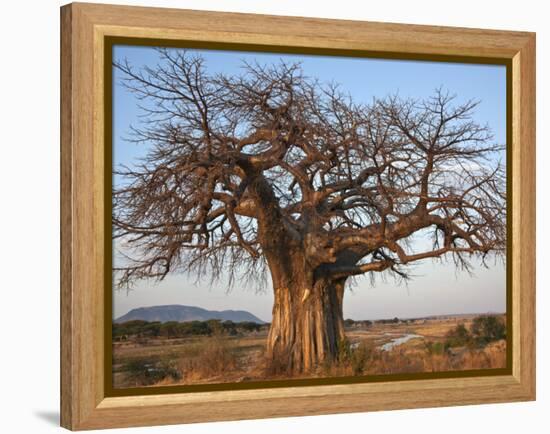 A Large Baobab Tree Growing on the Banks of the Great Ruaha River in Ruaha National Park;-Nigel Pavitt-Framed Premier Image Canvas