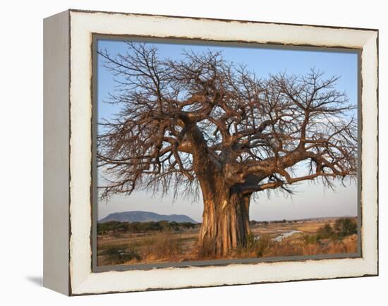 A Large Baobab Tree Growing on the Banks of the Great Ruaha River in Ruaha National Park;-Nigel Pavitt-Framed Premier Image Canvas