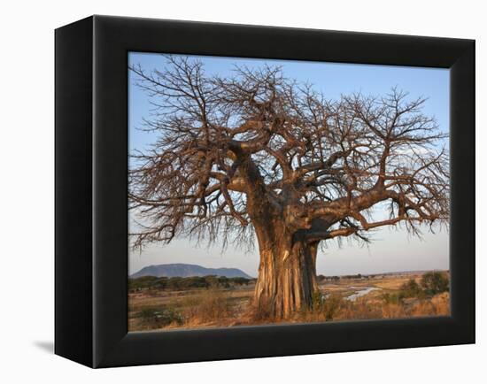 A Large Baobab Tree Growing on the Banks of the Great Ruaha River in Ruaha National Park;-Nigel Pavitt-Framed Premier Image Canvas