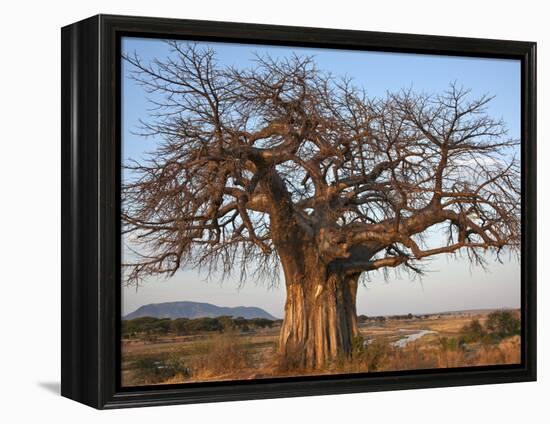 A Large Baobab Tree Growing on the Banks of the Great Ruaha River in Ruaha National Park;-Nigel Pavitt-Framed Premier Image Canvas