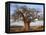 A Large Baobab Tree Growing on the Banks of the Great Ruaha River in Ruaha National Park;-Nigel Pavitt-Framed Premier Image Canvas