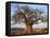 A Large Baobab Tree Growing on the Banks of the Great Ruaha River in Ruaha National Park;-Nigel Pavitt-Framed Premier Image Canvas