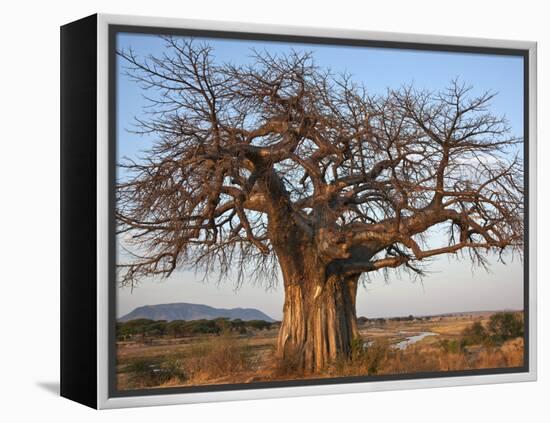 A Large Baobab Tree Growing on the Banks of the Great Ruaha River in Ruaha National Park;-Nigel Pavitt-Framed Premier Image Canvas