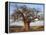 A Large Baobab Tree Growing on the Banks of the Great Ruaha River in Ruaha National Park;-Nigel Pavitt-Framed Premier Image Canvas