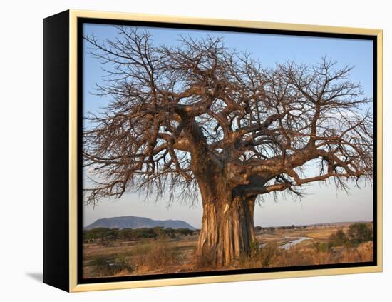 A Large Baobab Tree Growing on the Banks of the Great Ruaha River in Ruaha National Park;-Nigel Pavitt-Framed Premier Image Canvas