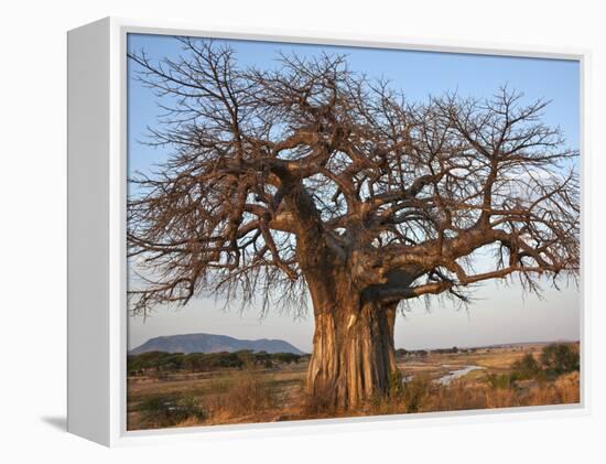 A Large Baobab Tree Growing on the Banks of the Great Ruaha River in Ruaha National Park;-Nigel Pavitt-Framed Premier Image Canvas