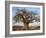 A Large Baobab Tree Growing on the Banks of the Great Ruaha River in Ruaha National Park;-Nigel Pavitt-Framed Photographic Print