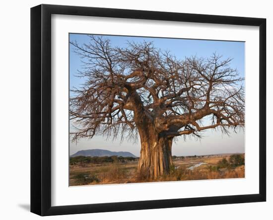 A Large Baobab Tree Growing on the Banks of the Great Ruaha River in Ruaha National Park;-Nigel Pavitt-Framed Photographic Print