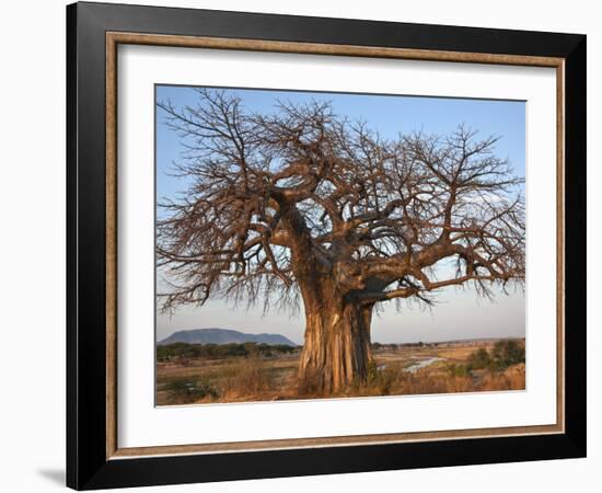 A Large Baobab Tree Growing on the Banks of the Great Ruaha River in Ruaha National Park;-Nigel Pavitt-Framed Photographic Print