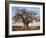 A Large Baobab Tree Growing on the Banks of the Great Ruaha River in Ruaha National Park;-Nigel Pavitt-Framed Photographic Print