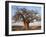 A Large Baobab Tree Growing on the Banks of the Great Ruaha River in Ruaha National Park;-Nigel Pavitt-Framed Photographic Print
