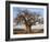 A Large Baobab Tree Growing on the Banks of the Great Ruaha River in Ruaha National Park;-Nigel Pavitt-Framed Photographic Print