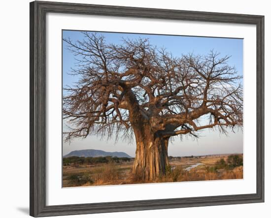 A Large Baobab Tree Growing on the Banks of the Great Ruaha River in Ruaha National Park;-Nigel Pavitt-Framed Photographic Print