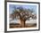 A Large Baobab Tree Growing on the Banks of the Great Ruaha River in Ruaha National Park;-Nigel Pavitt-Framed Photographic Print