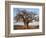 A Large Baobab Tree Growing on the Banks of the Great Ruaha River in Ruaha National Park;-Nigel Pavitt-Framed Photographic Print