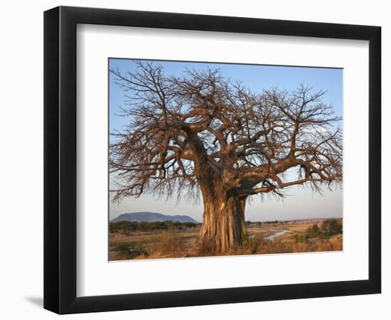 A Large Baobab Tree Growing on the Banks of the Great Ruaha River in Ruaha National Park;-Nigel Pavitt-Framed Photographic Print