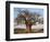 A Large Baobab Tree Growing on the Banks of the Great Ruaha River in Ruaha National Park;-Nigel Pavitt-Framed Photographic Print