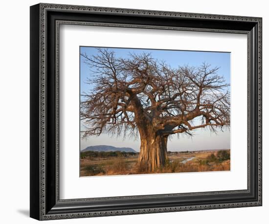 A Large Baobab Tree Growing on the Banks of the Great Ruaha River in Ruaha National Park;-Nigel Pavitt-Framed Photographic Print