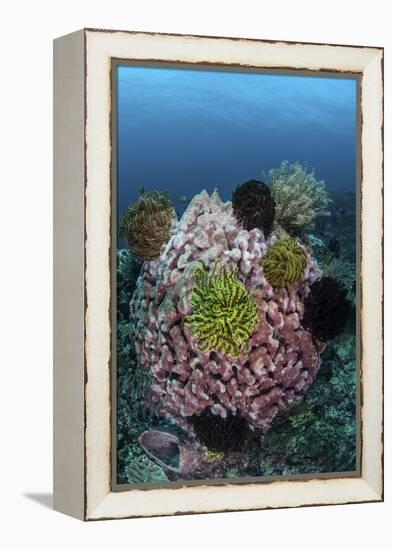 A Large Barrel Sponge Covered with Crinoids-Stocktrek Images-Framed Premier Image Canvas