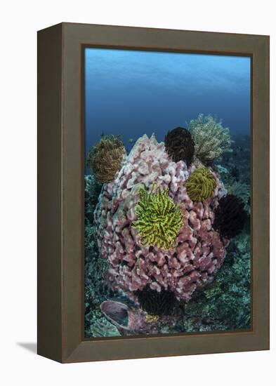 A Large Barrel Sponge Covered with Crinoids-Stocktrek Images-Framed Premier Image Canvas