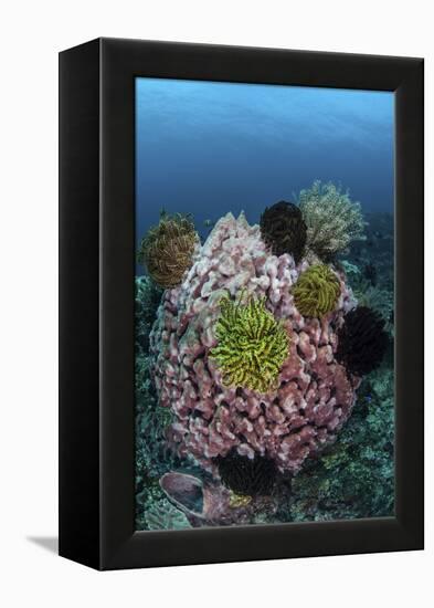 A Large Barrel Sponge Covered with Crinoids-Stocktrek Images-Framed Premier Image Canvas
