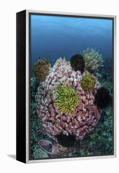 A Large Barrel Sponge Covered with Crinoids-Stocktrek Images-Framed Premier Image Canvas