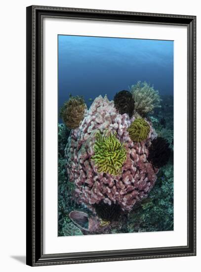 A Large Barrel Sponge Covered with Crinoids-Stocktrek Images-Framed Photographic Print