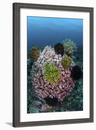 A Large Barrel Sponge Covered with Crinoids-Stocktrek Images-Framed Photographic Print