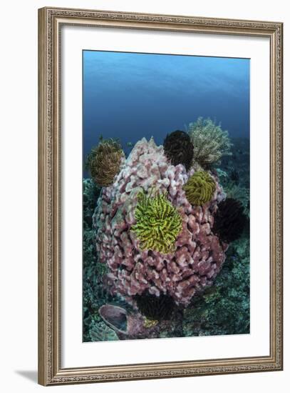 A Large Barrel Sponge Covered with Crinoids-Stocktrek Images-Framed Photographic Print