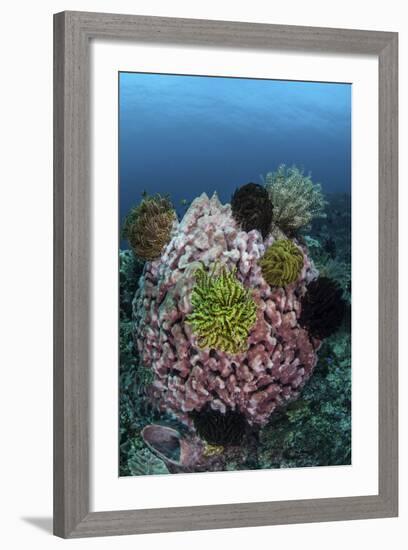 A Large Barrel Sponge Covered with Crinoids-Stocktrek Images-Framed Photographic Print