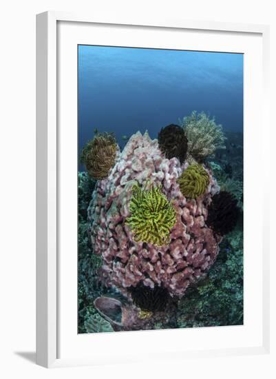 A Large Barrel Sponge Covered with Crinoids-Stocktrek Images-Framed Photographic Print