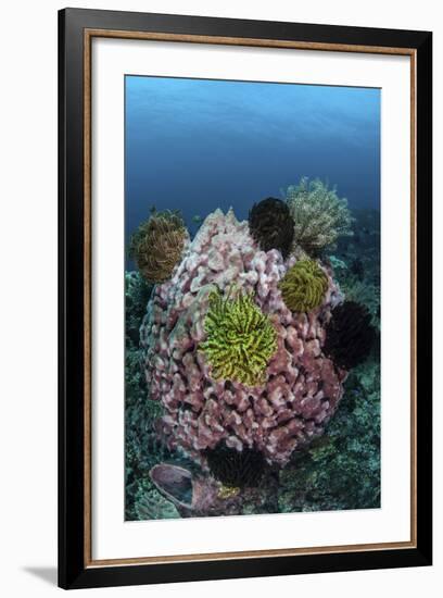 A Large Barrel Sponge Covered with Crinoids-Stocktrek Images-Framed Photographic Print