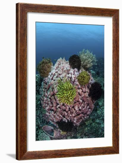 A Large Barrel Sponge Covered with Crinoids-Stocktrek Images-Framed Photographic Print