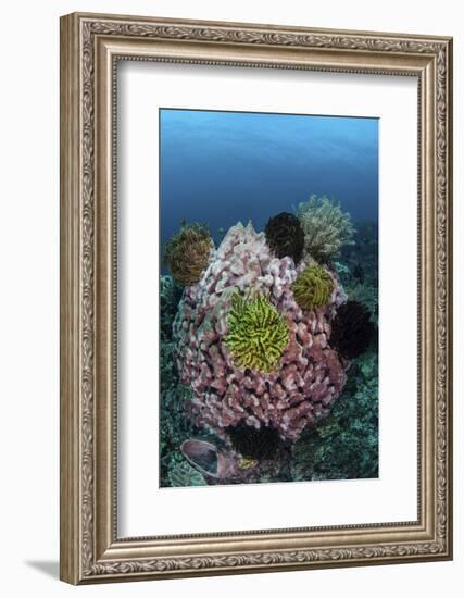 A Large Barrel Sponge Covered with Crinoids-Stocktrek Images-Framed Photographic Print