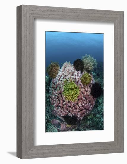 A Large Barrel Sponge Covered with Crinoids-Stocktrek Images-Framed Photographic Print