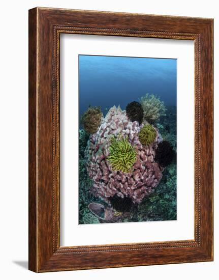 A Large Barrel Sponge Covered with Crinoids-Stocktrek Images-Framed Photographic Print