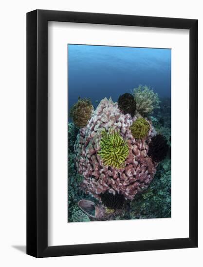 A Large Barrel Sponge Covered with Crinoids-Stocktrek Images-Framed Photographic Print